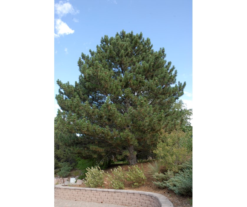 Austrian Pine